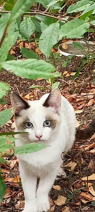 Красивые игривые котята