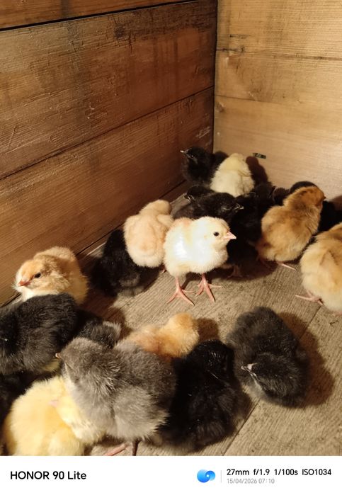 Цыплята домашние