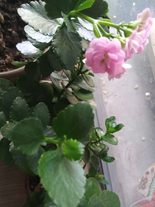 Цветы: толстянка, каланхоэ.