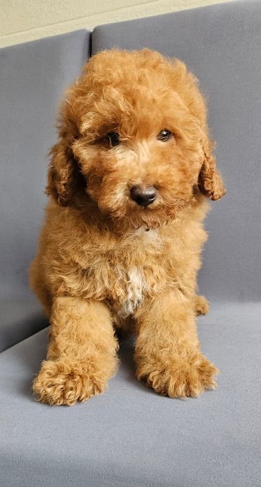 Băiat Caniche Miniatura