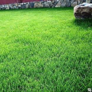 Газон. Посадка и уход.