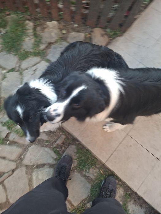 Pui border collie pur