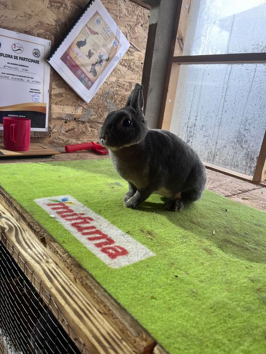 Femela rex pitic matura