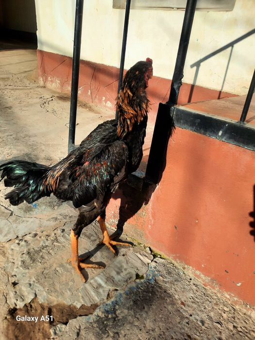 Dakan horoz 7 oylik joja sotikadi