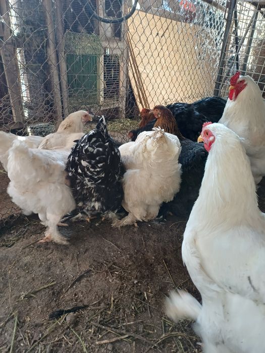 Продам куры брама