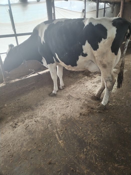 Semintal sigir toza qonli 2 tuggan   suti bor 25 letr  sotladi