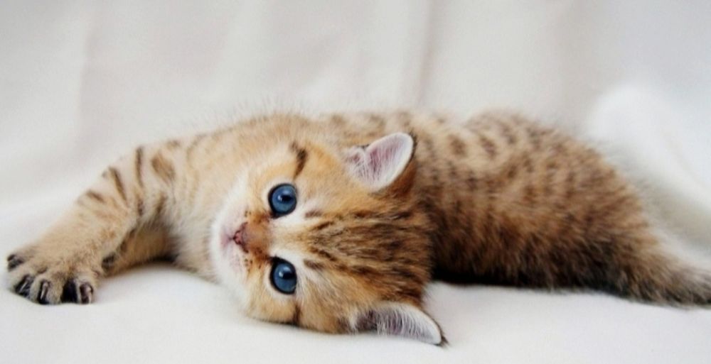 Котик и кошечка британские зоЛотО*