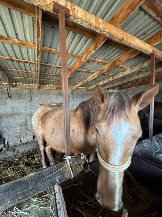 Кобыла беременная