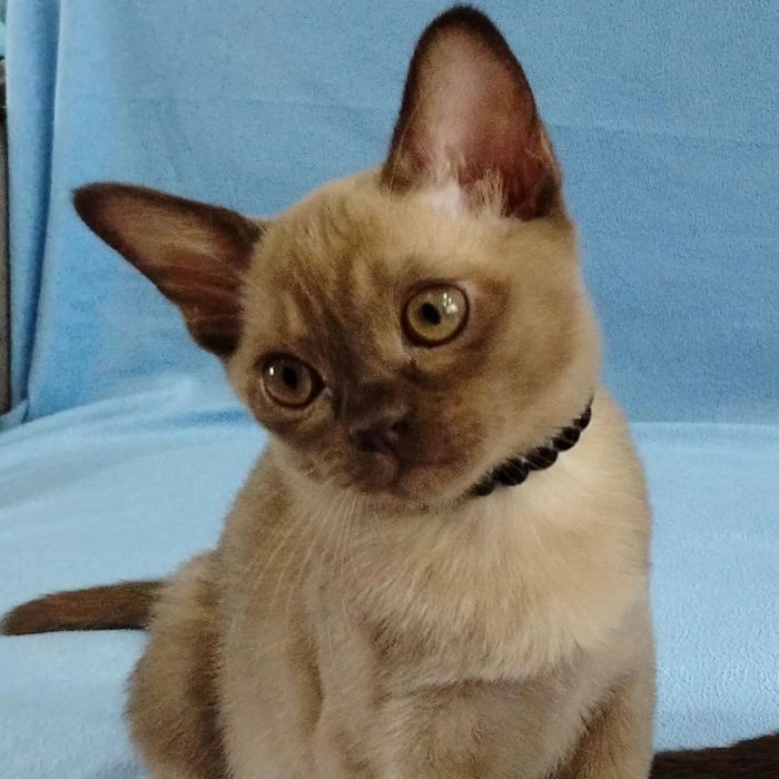 Короткошерстная, европейская бурма