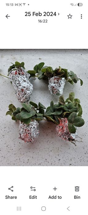 Stoloni capsuni Pineberry
