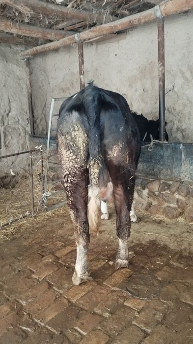 Ona bola sigir sotiladi