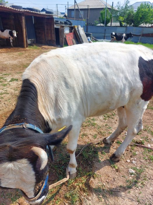 Сиыр сатылады бағасы келісімді