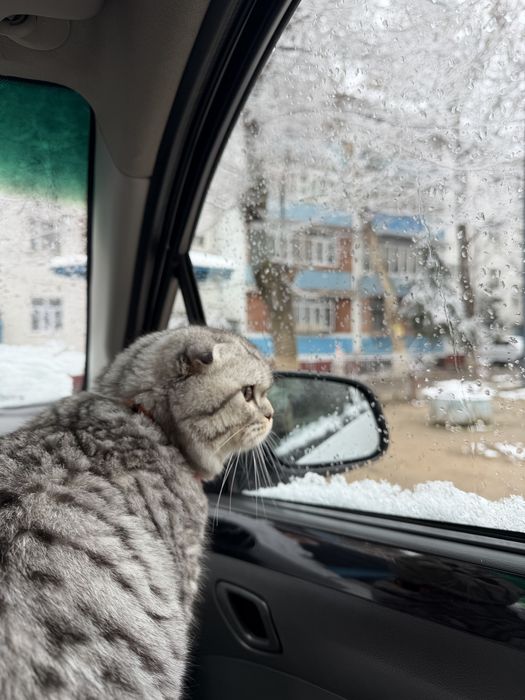 Ищу невестку для своего кота