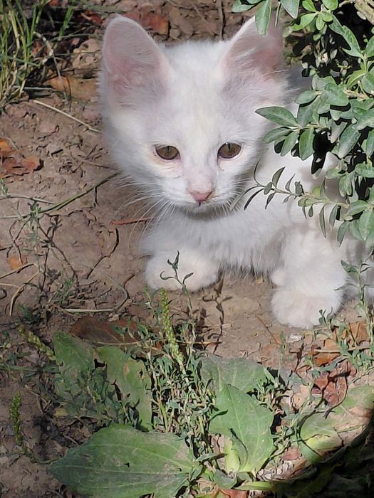 Котята даром в хорошие руки