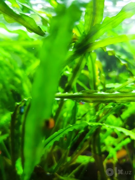 Криптокорина спиральная Cryptocoryne spiralis)