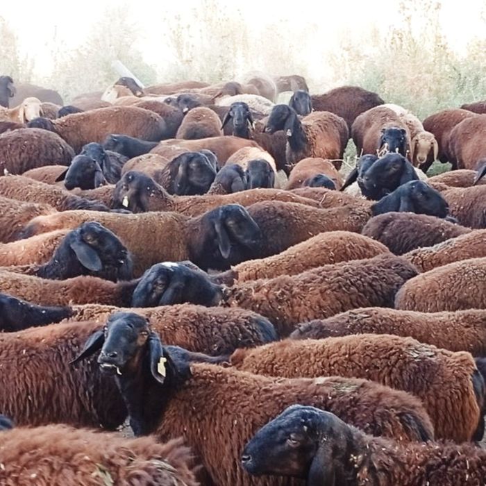 Овцы - гиссары продаю