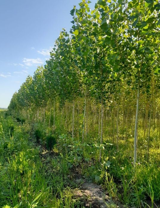 Саженцы тополь акция