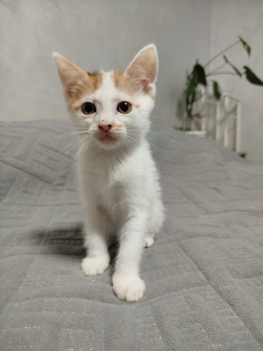 Трёхцветные котята в добрые руки