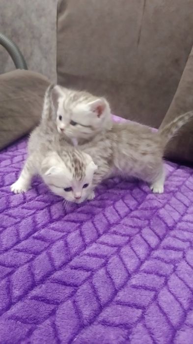 Котята скотиш фолд