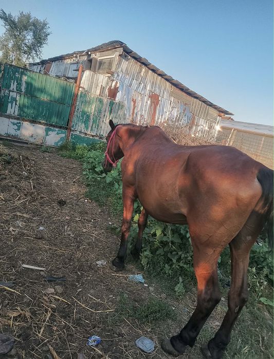 Vând cal 14 ani mai multe detalii de la nr