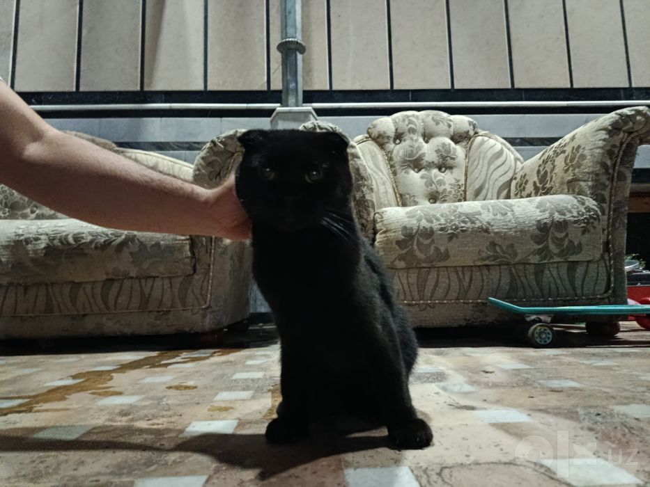 котёнок skotishfold