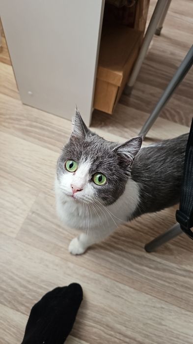 Кошка девочка в хорошие руки