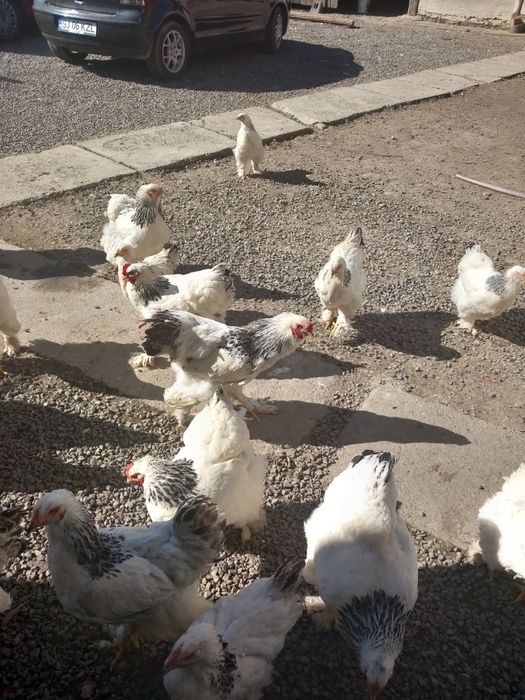 Oua brahma pt.incubat,si tineret