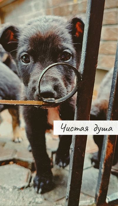Щенки, отдам в хорошие руки