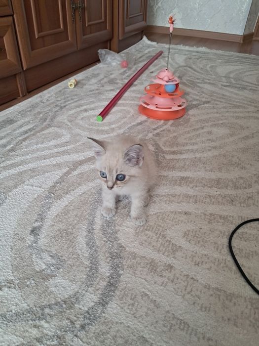 Отдадим котёнка 1 месяц]девочка]