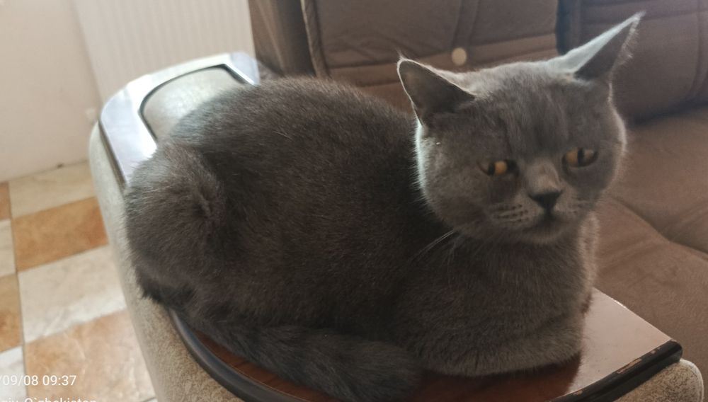 Xotinining semiz mushuki