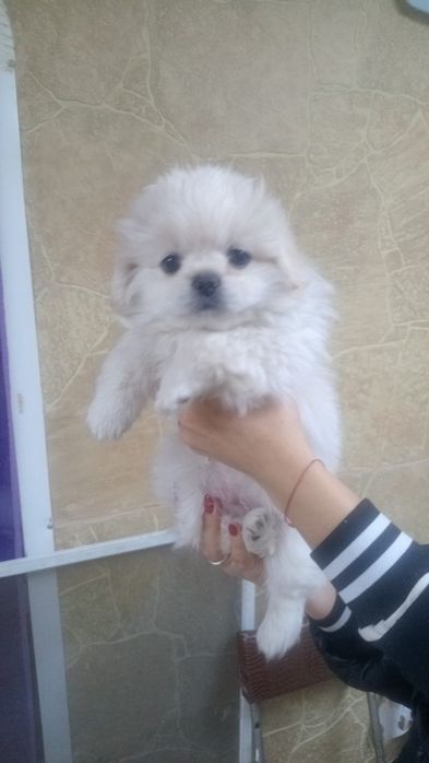 Продам щенка Королевский пикинес