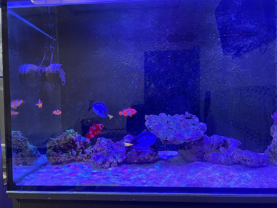 Продам морской аквариум 280 литр