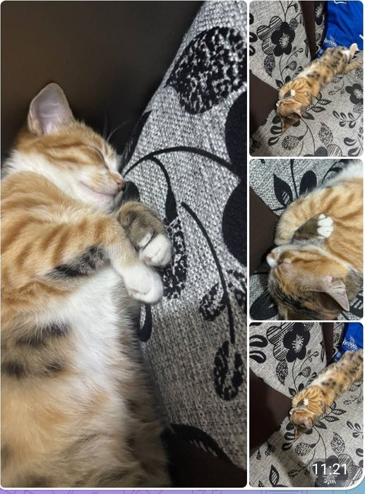 Отдаем бесплатно