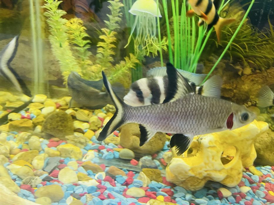 Продам Аквариумные рыбки (рыба)