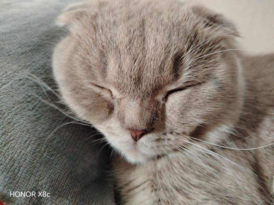 Scottish Fold. O'g'il bola