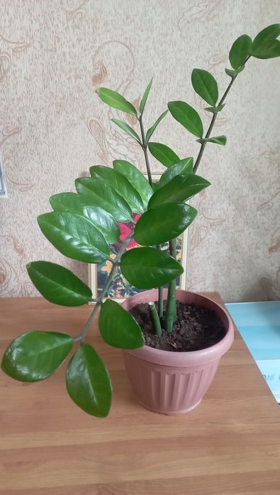 Продам Замиокулькас
