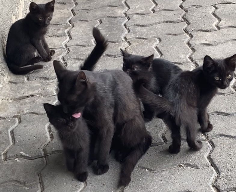 Отдам в хорошие руки