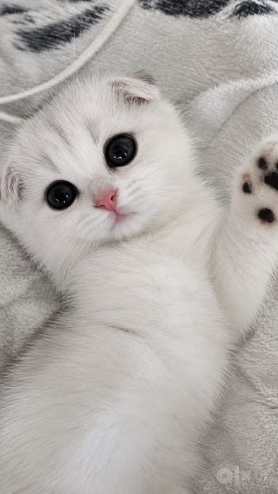 Продаётся котенок