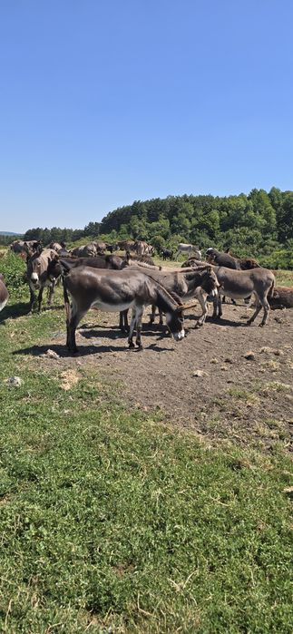 Magarite de vanzare cu pui si gestante