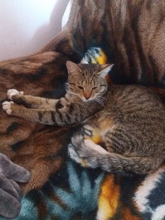 Обнаружен кот. Кто потерял?