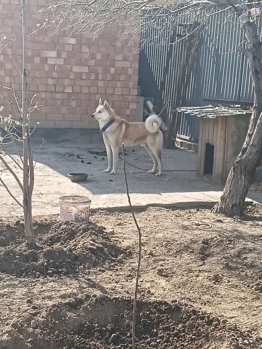 ЗСЛ лайка күшік сатылады