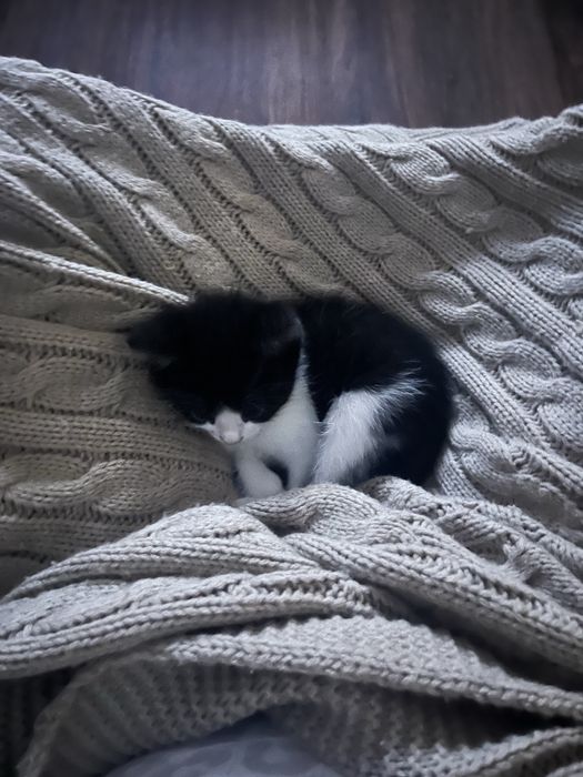 Отдам в добрые руки котенка