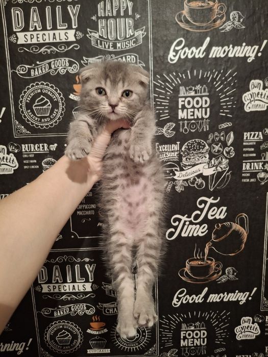 Скотиш фолд вислоухая шотландской породы читайте описание.