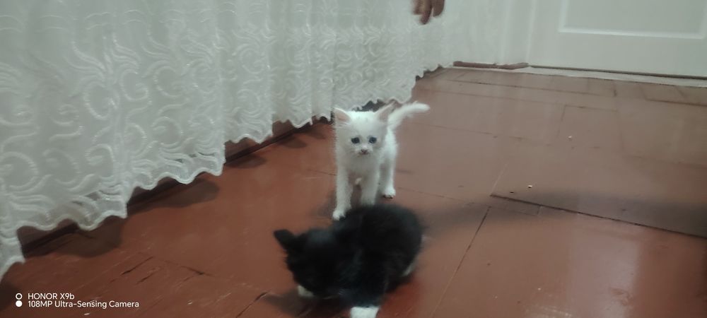 Мушукчалар сотиилали