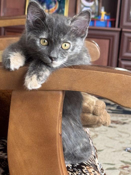 Котенок в добрые руки