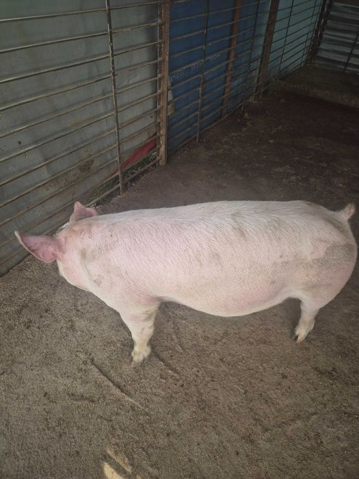 Продавам Прасета