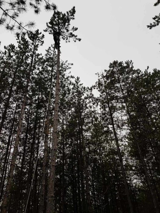 Рязане на опасни дървета, косене на трева, почистване на дворове