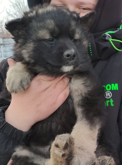 Щенки ищут дом срочно