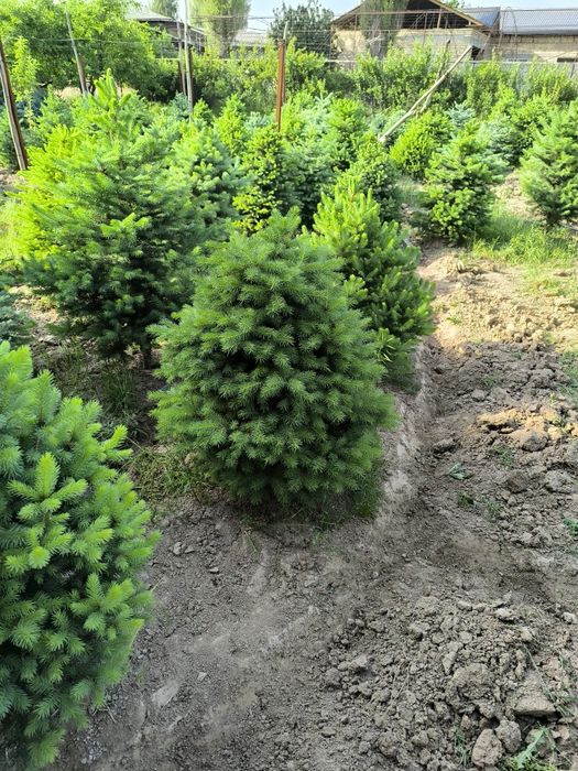 Голубой ель энг зурлари