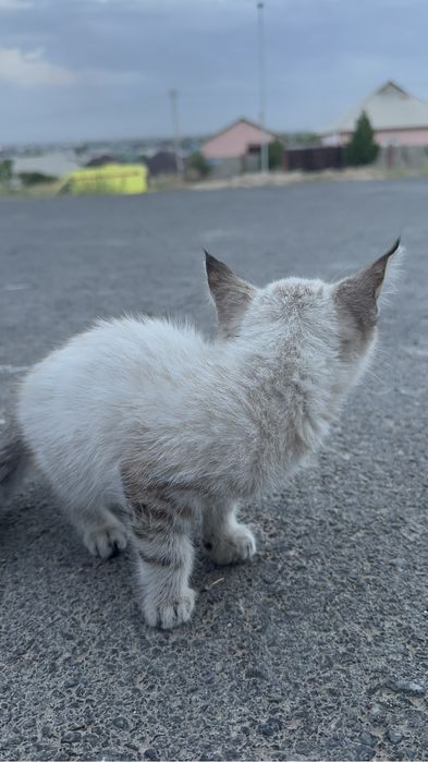Шотландский Котенок